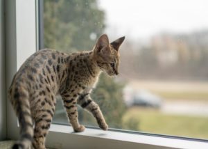Savannah Cat Generations & Designations MI